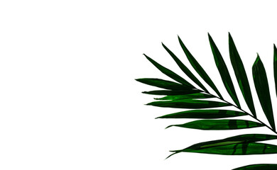 palm tree leaves close up 