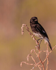 Male Bush chat looking into Camera-2