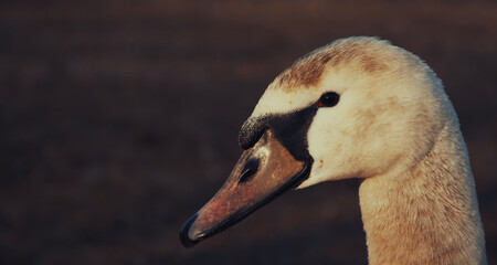portrait of a Swan 