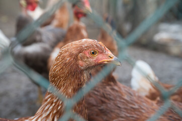 head of chicken living outdoors in herd