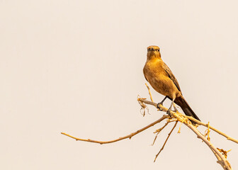 Brown Rock Chat looking into Camera