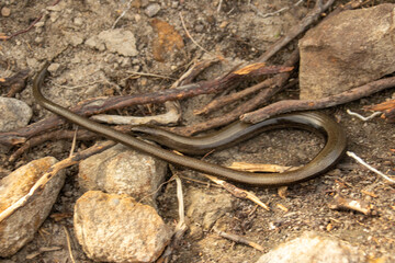 Anguis fragilis, the snake that is not