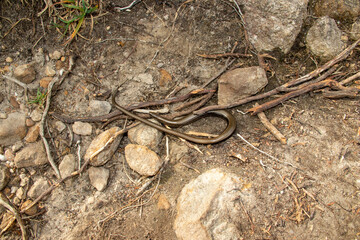 Anguis fragilis, the snake that is not