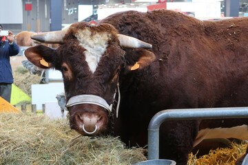 Tête de taureau de la race bovine française "Rouge des prés" au salon de l’agriculture à Paris (France)