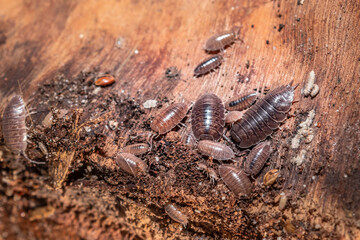 Brown common woodlouse (Oniscus asellus), Cape Town, South Africa