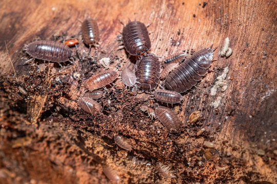 Brown common woodlouse (Oniscus asellus), Cape Town, South Africa