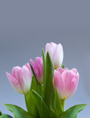 pink tulips bouquet on grey background
