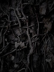 black background,dry ivy on  stone wall texture