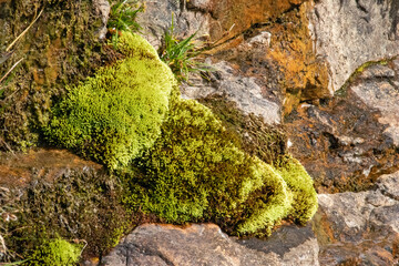 High mountain flowers