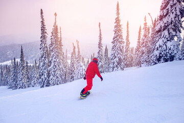 Man jumping with snowboard, pine trees covered with fresh snow on frosty sunset on mountain