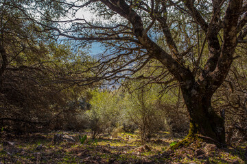 Fototapeta na wymiar Wild-olive trees at Monfrague National Park, Spain