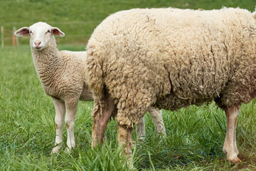 Close-up of a white lamb standing behind ewe in farm grass