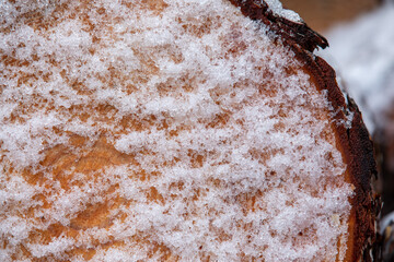 Tree Stump with Snow