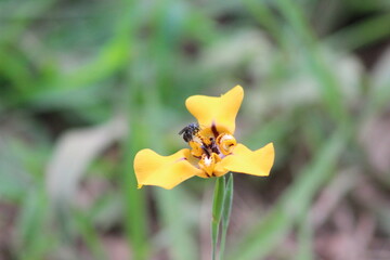 abelha sem ferrão na flor