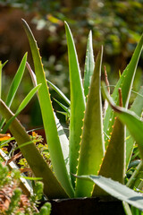 aloe vera plant