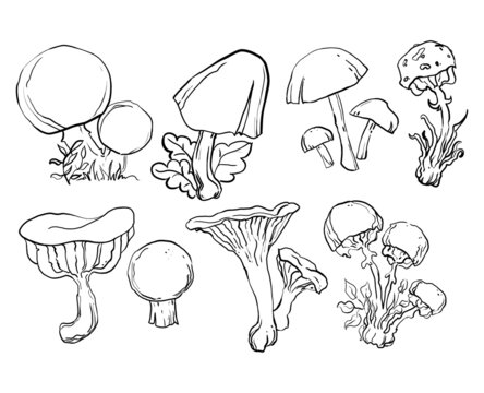 mushroom set. linear art. antistress coloring book, coloring book for children. tattoo