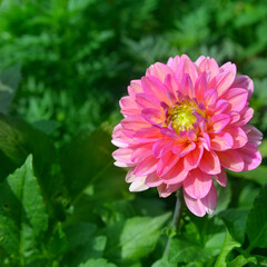 Obraz premium Colorful of pink dahlia flower in Beautiful garden.