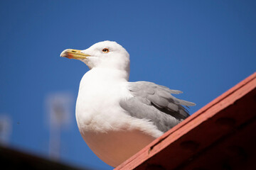 seagull on a wall