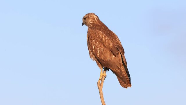 A Common buzzard (Buteo buteo) Perched. It is a medium-to-large bird of prey which has a large range. A member of the genus Buteo, it is a member of the family Accipitridae