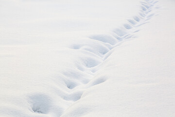 Fototapeta na wymiar Footprints in the snow. Deep footprints on freshly fallen fluffy snow.
