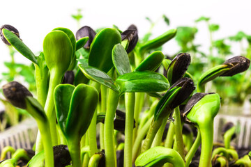 Sunflower microgreen sprouts close up on white background. Young sunflower shoots with seed`s shell. Fresh, organic greenery. Healthy, homegrown micro green