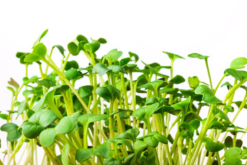 Daikon radish microgreen sprouts isolated on white background. Radish green shoots close up. Homegrown, organic greenery