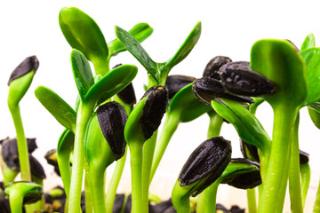 Sunflower microgreen sprouts close up on white background. Young sunflower shoots with seed`s shell. Fresh, organic greenery. Healthy, homegrown micro green