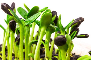 Sunflower microgreen sprouts close up on white background. Young sunflower shoots with seed`s shell. 