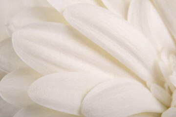 white gerbera petals on white background