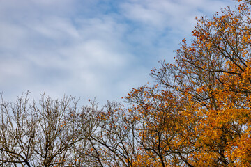 tree branches with some autumn foliage and blue sky with white fluffy clouds