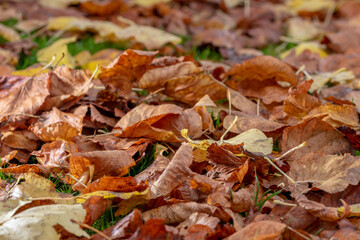 Background of autumn leaves on the ground. Autumn concept.