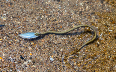 Natrix tessellata water snake on the beach