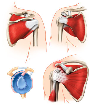 Muscles of the Rotator Cuff