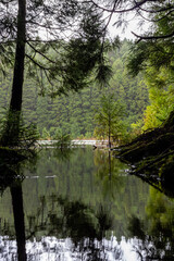 reflection of trees in the water