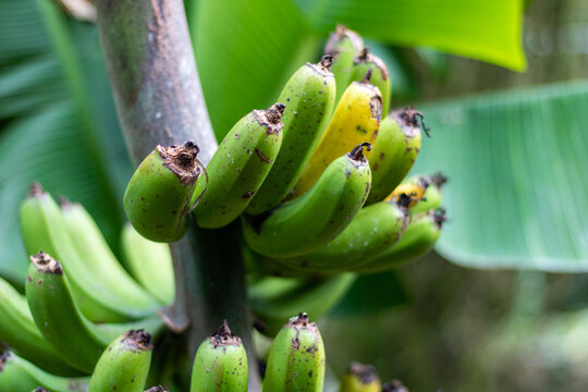 Wild bananas hanging from a bananatree in the Azores