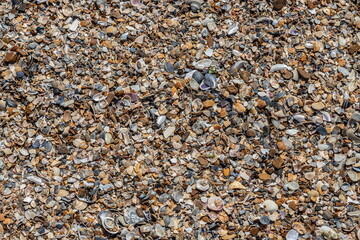 Sea shells on sand. Summer beach background. Top view