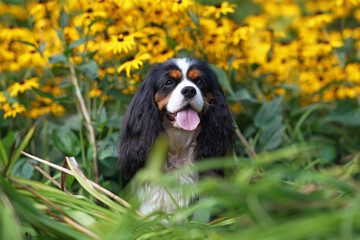 Adorable tricolor Cavalier King Charles Spaniel dog posing outdoors sitting in a green grass with...