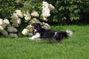 Happy tricolor Cavalier King Charles Spaniel dog running outdoors on a green grass in summer