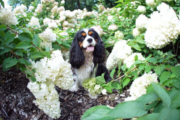 Cute tricolor Cavalier King Charles Spaniel dog posing outdoors sitting in blooming Hydrangea bushes with white flowers in summer. Wide angle view