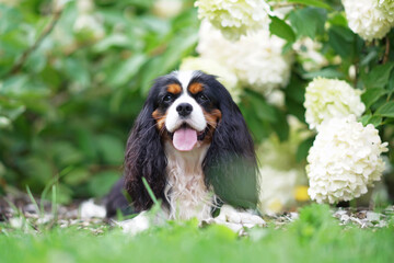 Happy tricolor Cavalier King Charles Spaniel dog posing outdoors lying down in a green grass next...