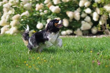 Happy tricolor Cavalier King Charles Spaniel dog running outdoors on a green grass in summer