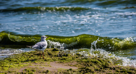 Adorable seagulls run along the coastline, spreading their white-gray wings and picking up food...