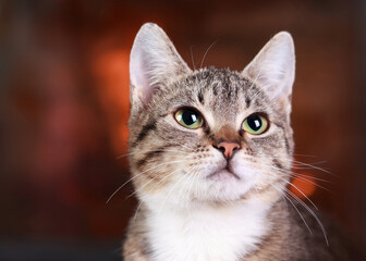 Portrait of a cat on the background of the fireplace. Kitten close up. Cute cat with green eyes posing at camera. Gray-brown kitten with white fur around his neck. Care concept. Tabby. Place for text