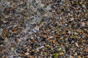 Sea shells on sand. Summer beach background. Top view