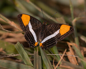 A small and fragile butterfly warming under the sun