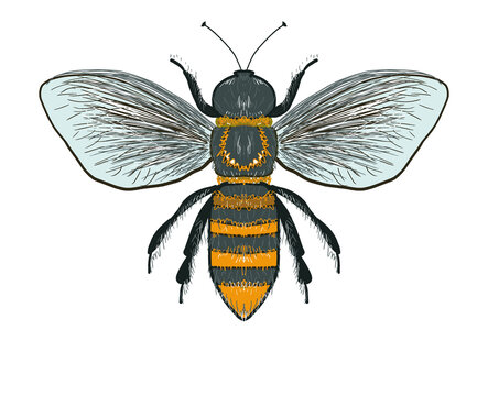 Honeybee. A painted bumblebee. Illustration of a wasp.