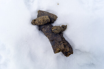 Dog poo in the snow in the park. Pollution of the environment with feces. Irresponsibility of dog owners. Uncleaned feces of pets. Selective focus