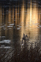  Sunset under frozen lake in winter, mirror ice sinning with golden sunlight, frozen water and reeds, natural landscape, frozen lake in forest in winter.