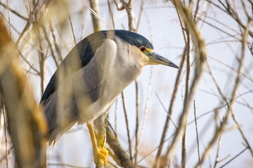 Night heron (Nycticorax nycticorax) perched in a branch
