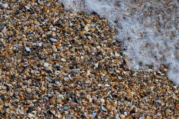 Sea shells on sand. Summer beach background. Top view
